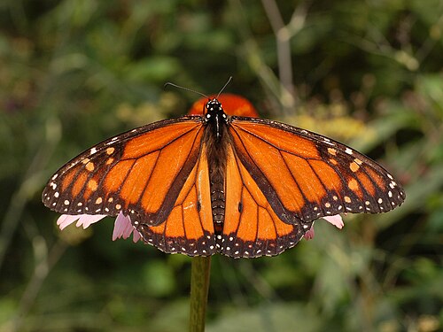 Danaus plexippus